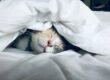Kitten sleeping in bed