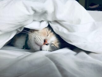 Kitten sleeping in bed