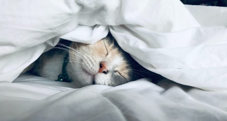 Kitten sleeping in bed