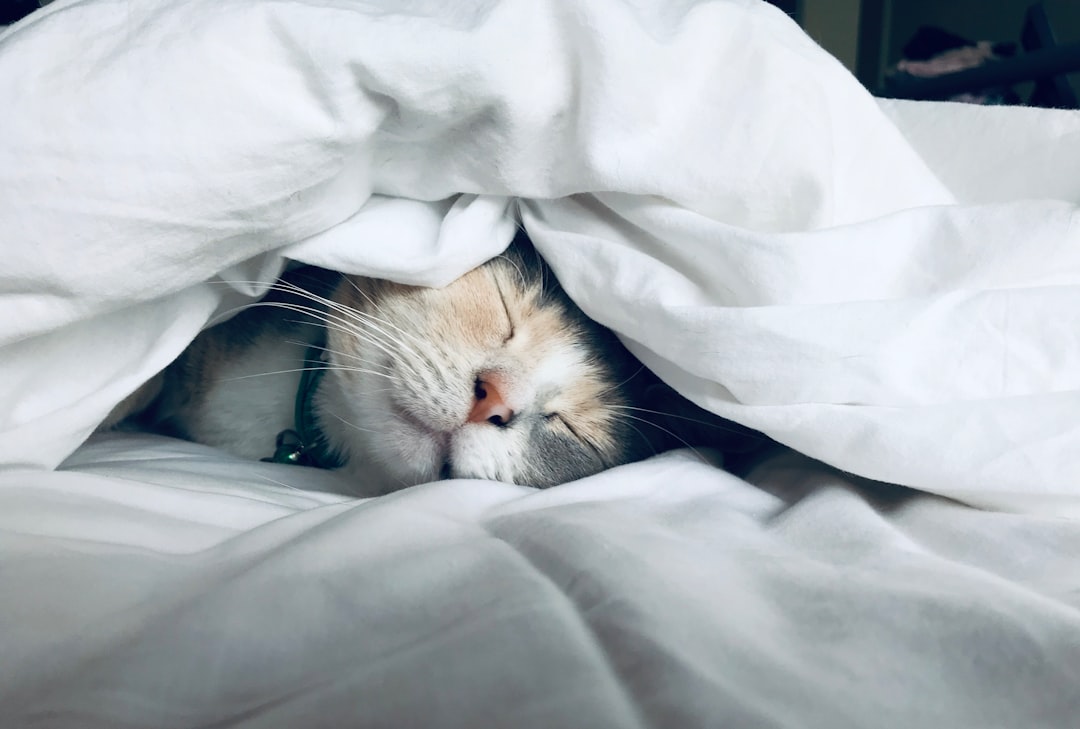 Kitten sleeping in bed